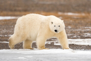 Polar Bear (Ursus maritimus), Barter Island, Kaktovik Alaska