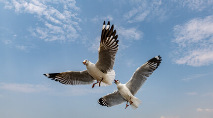 Seagulls flying in the blue sky, chasing after food to eat at Bangpu, Thailand.