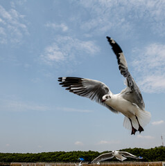 Seagulls flying in the blue sky, chasing after food to eat at Bangpu, Thailand.