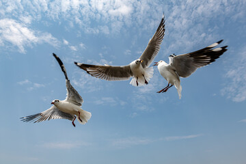 Seagulls flying in the blue sky, chasing after food to eat at Bangpu, Thailand.