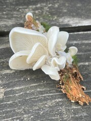 White mushroom angel wing on wood