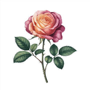 litte rose