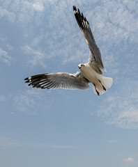 Seagulls flying in the blue sky, chasing after food to eat at Bangpu, Thailand.