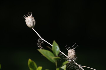 Seedhead Virgin in the Green with black background