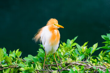 A yellow-crested egret(Bubulcus coromandus) is perched on a branch surrounded by green leaves. The bird's bright yellow crest and white feathers contrast beautifully with the lush foliage. Taiwan.