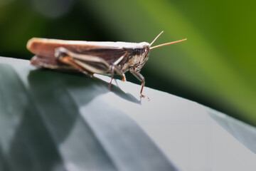 A macro photograph of a brown grasshopper perched on a leaf. The insect's intricate details, including its compound eyes, antennae, and segmented body, are clearly visible. Taiwan, Asia.