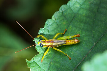 A macro shot of a vibrant green grasshopper nymph with striking large black eyes. The insect is perched on a leaf, showcasing its intricate details and delicate body. Taiwan, Asia.