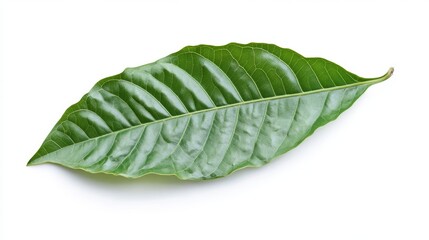 Obraz premium Green cocoa leaf isolated on white background