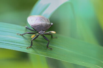 A photograph of a metallic shield bug (Coridius chinensis) perched on a vibrant green leaf. The insect's shiny, iridescent exoskeleton and intricate compound eyes are captured in stunning detail.