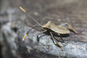 A detailed macro photograph of a Yellow-Legged Leaf-Footed Bug (Mictis serina). The insect's intricate details, including its distinctive yellow legs and unique body shape. Taiwan.