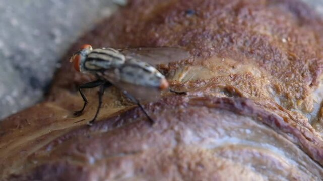 Footage of Blue bottle fly or Calliphora vomitoria perched on cat feces. Flies eating feces. Isolated animal behavior videos. Natural background. . Videography Concept with 4K 30 Fps Resolution