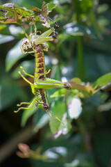 A vibrant green grasshopper is captured in mid-air. The intricate details of its compound eyes and segmented body are clearly visible against a backdrop of lush green foliage. Taiwan.