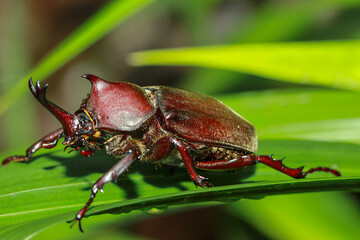 A close-up of a brightly colored male rhinoceros beetle perched on a green leaf. The beetle's shiny exoskeleton and impressive horns are clearly visible. Taiwan.