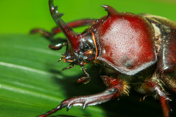 A close-up of a brightly colored male rhinoceros beetle perched on a green leaf. The beetle's shiny exoskeleton and impressive horns are clearly visible. Taiwan.