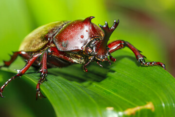 A close-up of a brightly colored male rhinoceros beetle perched on a green leaf. The beetle's shiny exoskeleton and impressive horns are clearly visible. Taiwan.