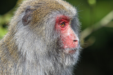 Detailed view of a Formosan macaque’s fur texture and color. Wildlife in natural setting, Taiwan.