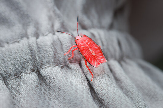 A striking macro shot of a vibrant red nymph of the Eurostus validus species, commonly known as the Taiwanese giant shield bug.