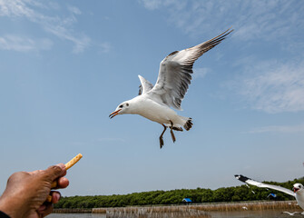 Seagulls flying in the blue sky, chasing after food to eat at Bangpu, Thailand.