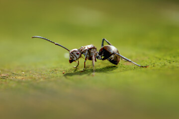 A detailed macro shot of a black wood ant on a green leaf. The ant's intricate body structure and compound eyes are clearly visible. Taiwan.