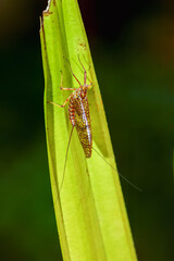 A delicate mayfly, an ephemeroptera insect, is perched on a green leaf. The insect's intricate details, including its transparent wings and long antennae, are captured in this close-up shot. Taiwan.