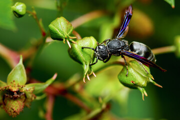 A solitary Anterhynchium potter wasp is perched on a green plant, showcasing its striking black body and iridescent blue wings. Potter wasps are known for their unique nest-building behavior. Taiwan.