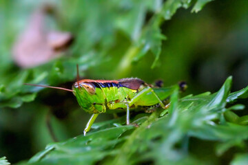 A vibrant green grasshopper is perfectly camouflaged among lush green leaves. Its intricate details, including its large compound eyes and powerful hind legs, are captured in stunning detail. Taiwan.