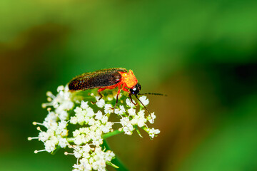 A vibrant red-necked firefly (Luciola kagiana) is perched on delicate white blossoms. Its distinctive red thorax and black elytra contrast beautifully with the white flowers. Taiwan.