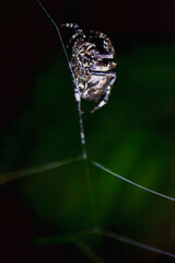 A lone spider hangs upside down in its web, its body silhouetted against a dark, blurry background. The spider's intricate leg movements and delicate web threads are captured in stunning detail.