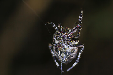 A lone spider hangs upside down in its web, its body silhouetted against a dark, blurry background. The spider's intricate leg movements and delicate web threads are captured in stunning detail.