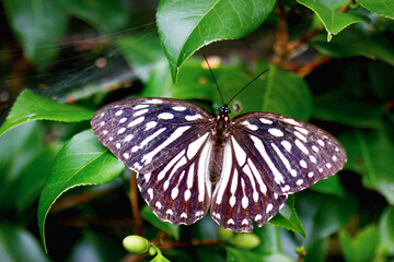 A stunning Taiwanese Tiger Butterfly, Penthema formosanum, is perched on a rock with its wings fully extended. Its striking black and white patterned wings, adorned with vibrant blue eyespots.
