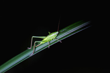  A vibrant green katydid is perched on a blade of grass, its long antennae and delicate legs visible against the dark background. Taiwan.
