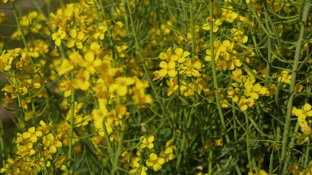 Mustard plant with yellow flowers and seeds almost matured with upward pan.