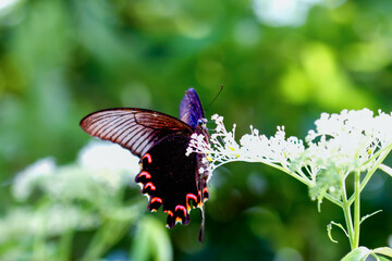 A stunning Chinese Peacock Butterfly (Papilio bianor) perched gracefully on delicate white blossoms. Its iridescent blue-black wings and vibrant red markings create a captivating. Taiwan.