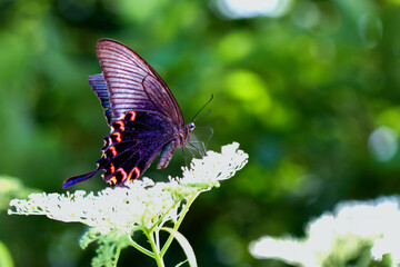 A stunning Chinese Peacock Butterfly (Papilio bianor) perched gracefully on delicate white...