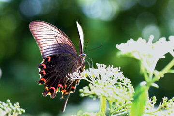 A stunning Chinese Peacock Butterfly (Papilio bianor) perched gracefully on delicate white blossoms. Its iridescent blue-black wings and vibrant red markings create a captivating. Taiwan.
