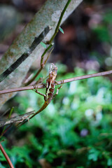 A vibrant Yellow-Lipped Lizard (Japalura polygonata) is captured perched on a thin twig, its bright green and brown scales blending seamlessly with the surrounding foliage. Taiwan.