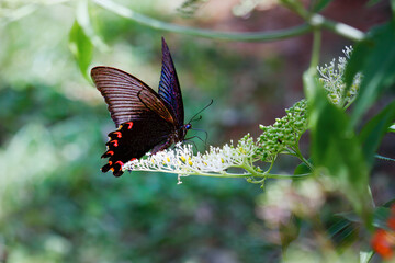 A stunning Chinese Peacock Butterfly (Papilio bianor) perched gracefully on delicate white blossoms. Its iridescent blue-black wings and vibrant red markings create a captivating. Taiwan.