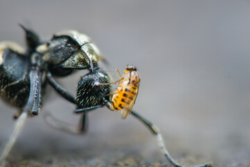 A minuscule fly is perched on the head of a much larger black ant. The fly's delicate wings and legs are visible, while the ant's compound eyes and antennae are in sharp focus. Taiwan.
