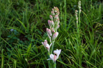A stretch of fields with tuberose flowers that have not yet bloomed