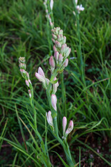 A stretch of fields with tuberose flowers that have not yet bloomed