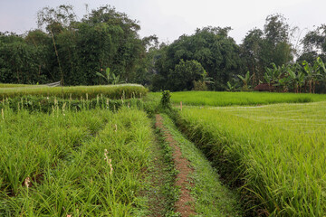 Obraz premium Rice field embankments and irrigation channels