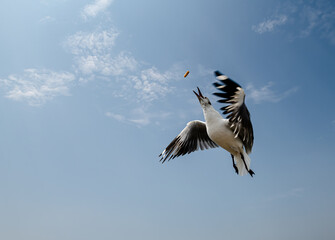 Seagulls flying in the blue sky, chasing after food to eat at Bangpu, Thailand.