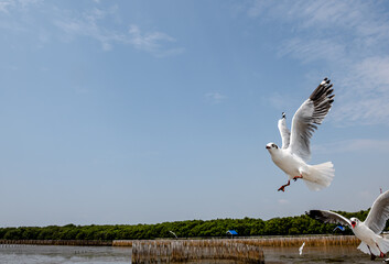 Seagulls flying in the blue sky, chasing after food to eat at Bangpu, Thailand.