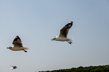 Seagull in group or single flying in the blue sky, along the seashore area at Bangpu, Thailand.