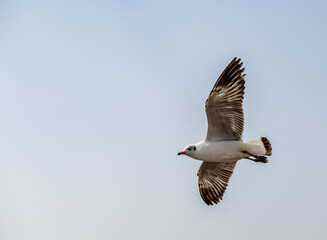 Seagull in group or single flying in the blue sky, along the seashore area at Bangpu, Thailand.