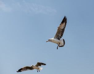Seagull in group or single flying in the blue sky, along the seashore area at Bangpu, Thailand.