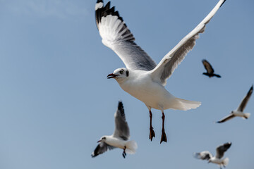 Seagull in group or single flying in the blue sky, along the seashore area at Bangpu, Thailand.