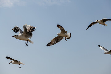 Seagull in group or single flying in the blue sky, along the seashore area at Bangpu, Thailand.