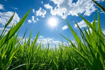 View from bottom to the sky of paddy field under the hot sunny day