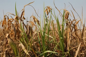 Fototapeta premium Grouping of Brown Grass and Withered Weeds Isolated on Clear Background